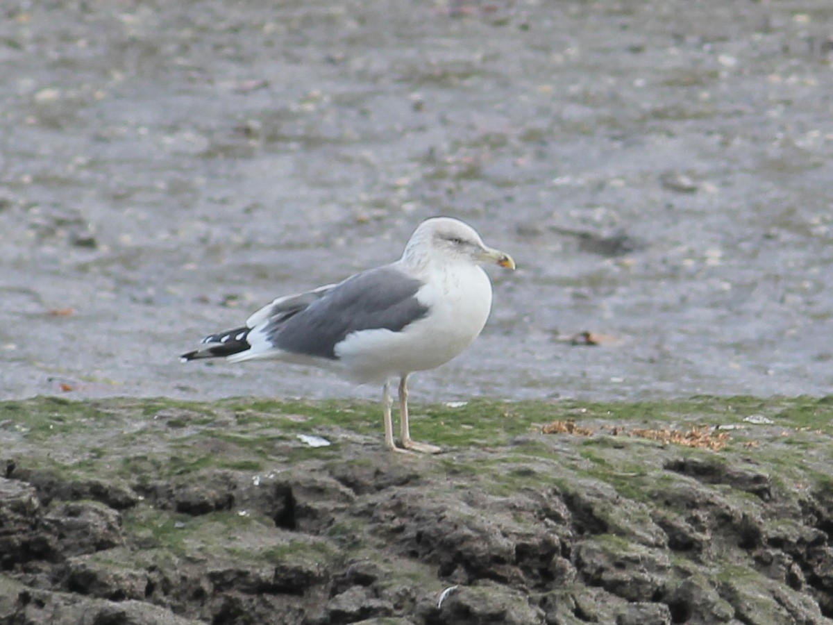 Lesser Black-backed Gull - ML646253844