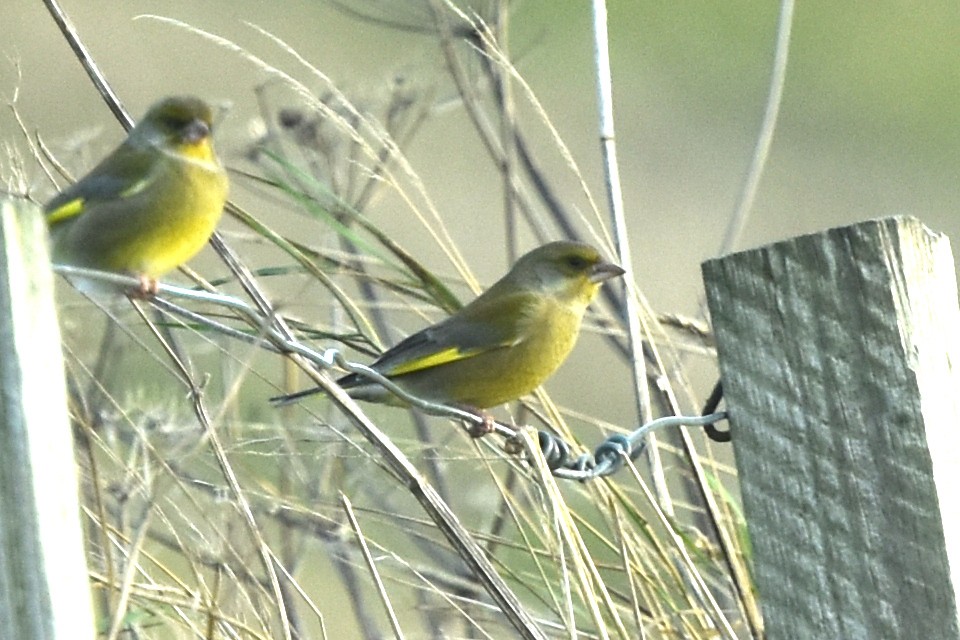 European Greenfinch - ML646253845