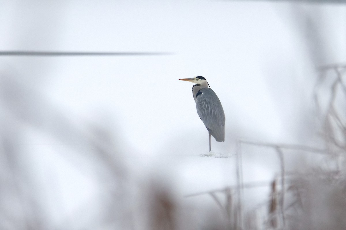 Gray Heron - ML646253847