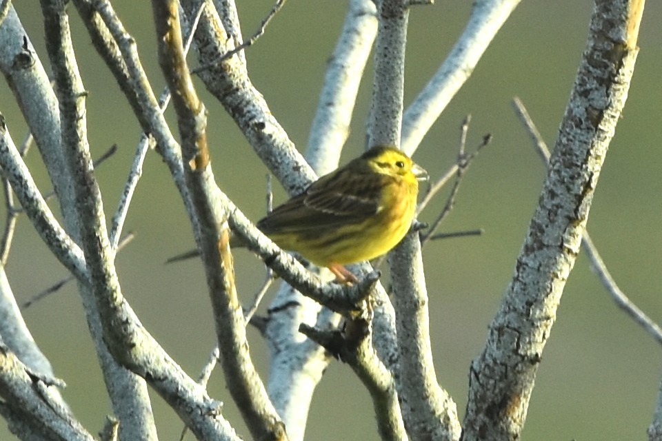 Yellowhammer - ML646253849