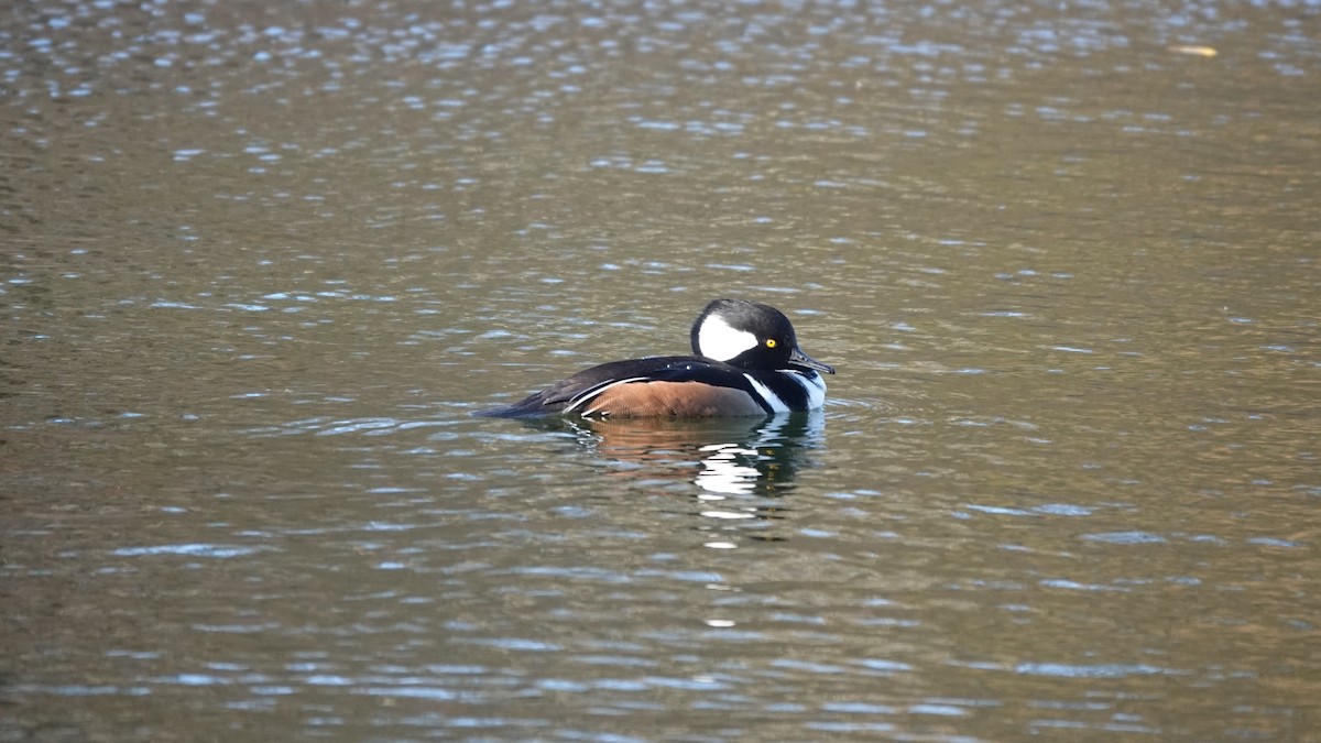 Hooded Merganser - ML646253850