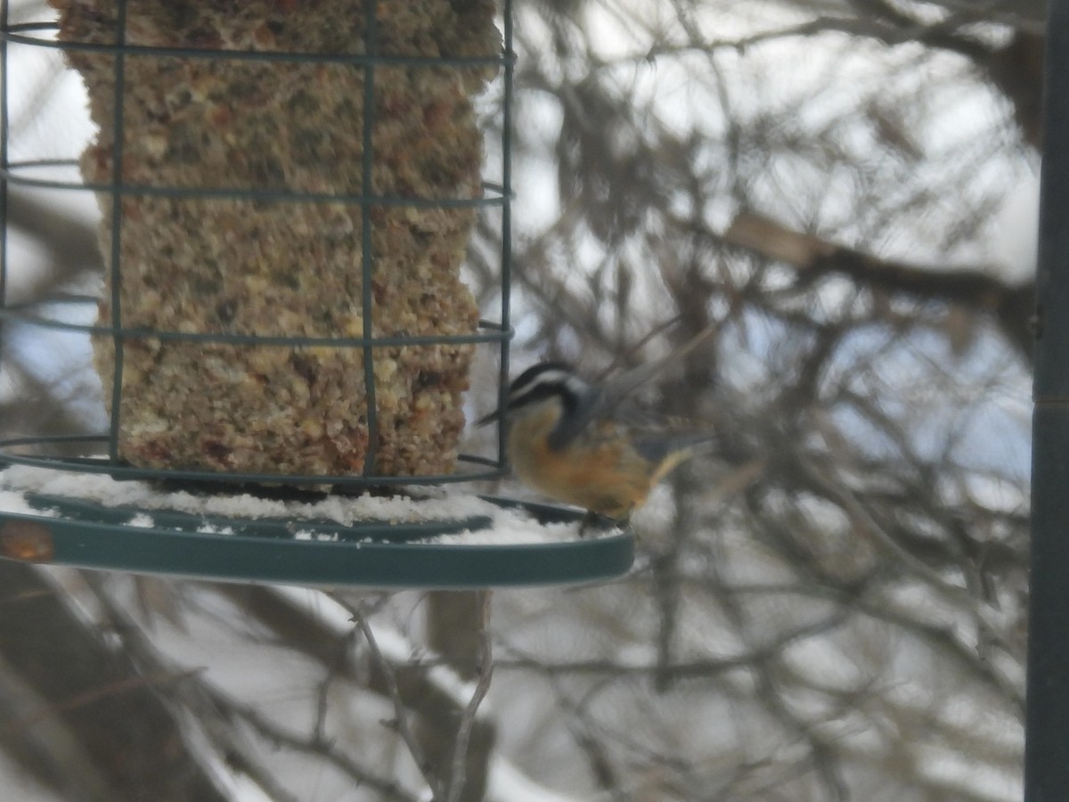 Red-breasted Nuthatch - ML646253852