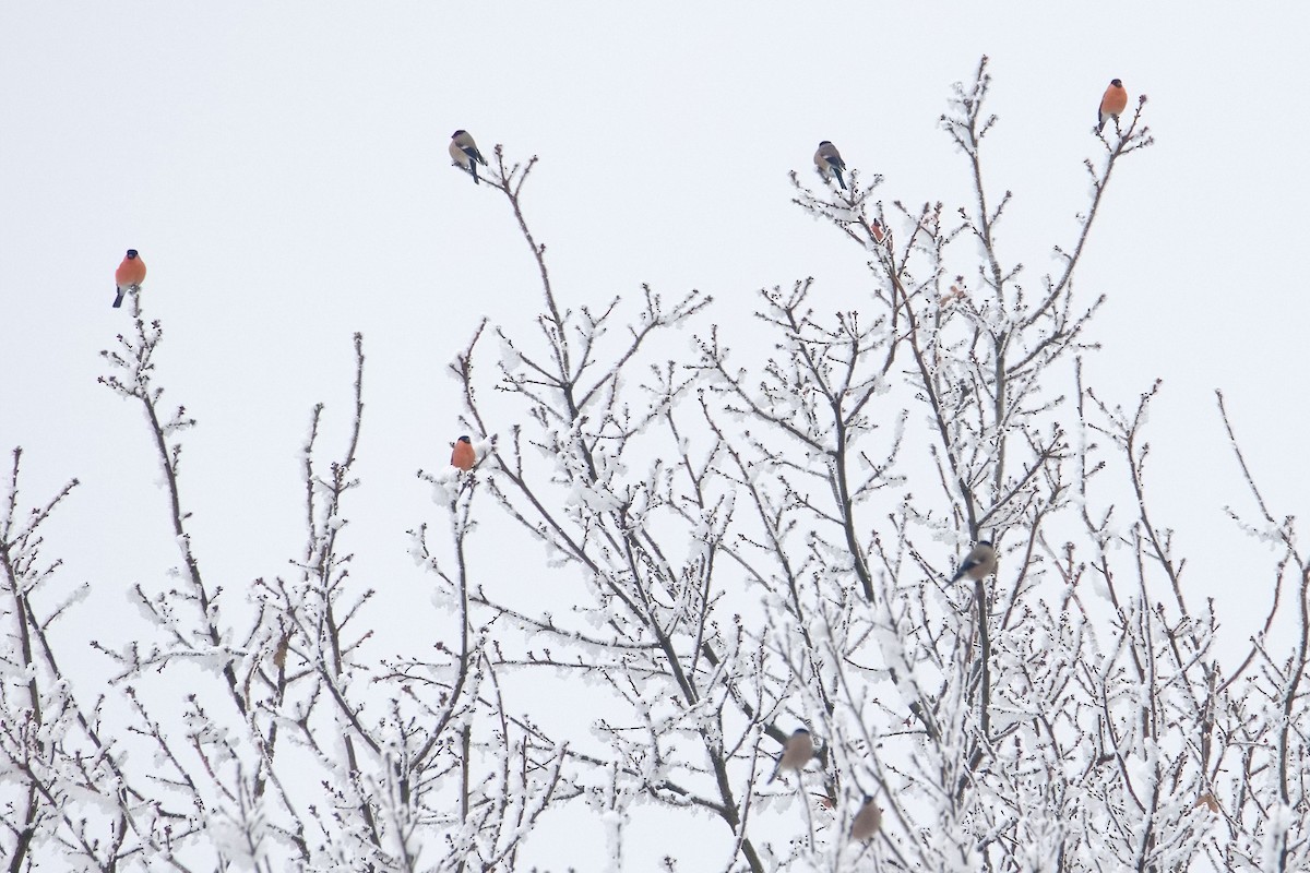 Eurasian Bullfinch - ML646253853