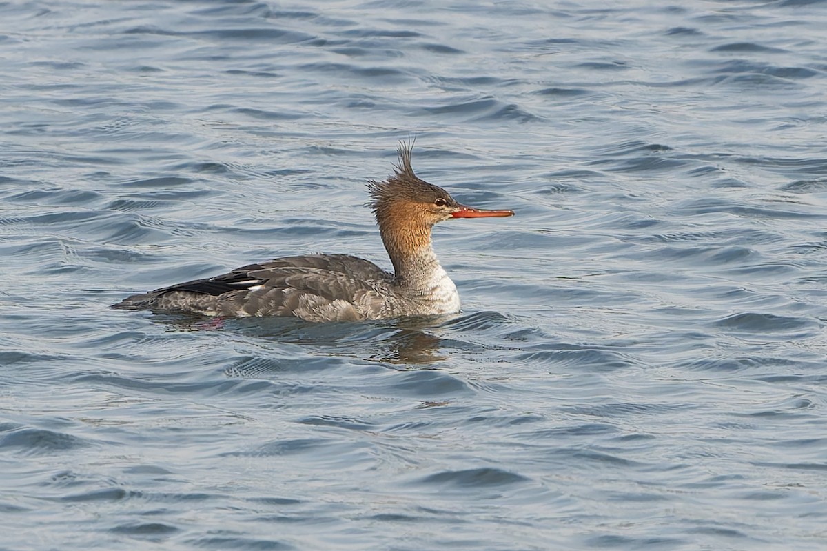 Длинноносый крохаль - ML646253855