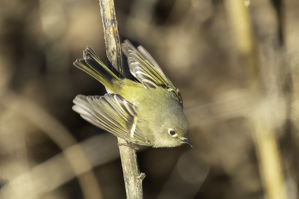 králíček americký - ML646253856