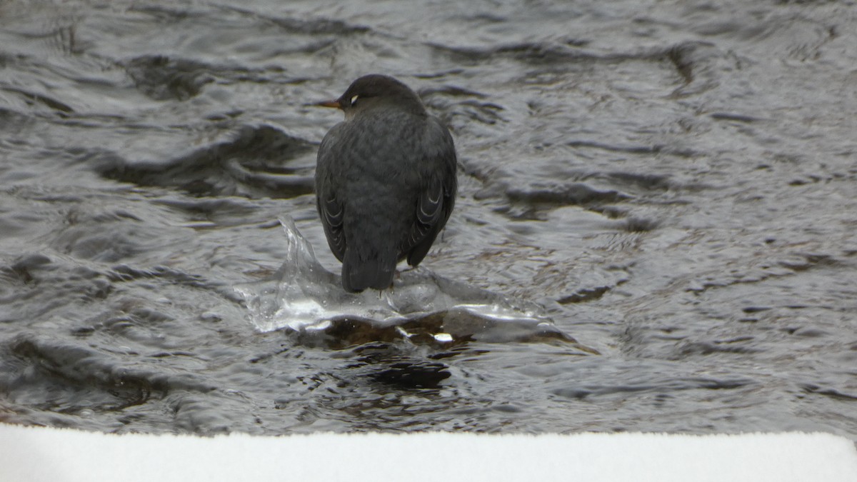 American Dipper - ML646253857