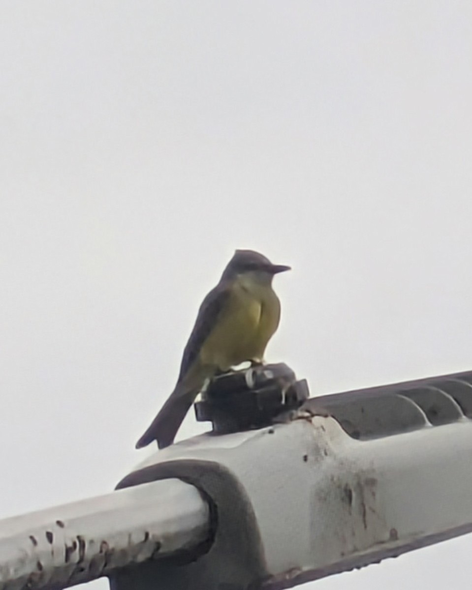 Tropical Kingbird - ML646253859