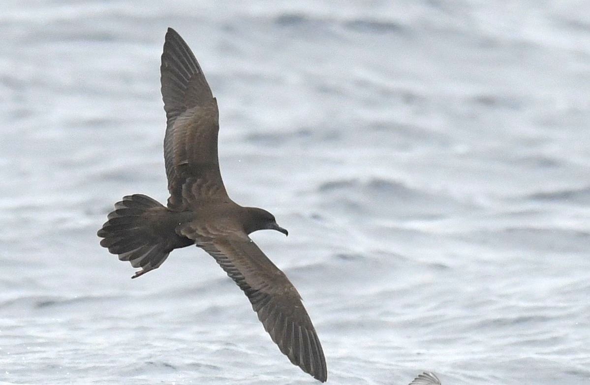 Wedge-tailed Shearwater - ML646253860