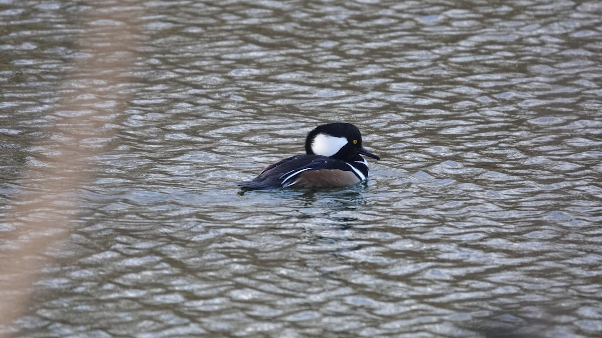 Hooded Merganser - ML646253867