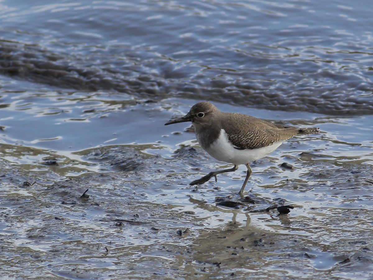 Common Sandpiper - ML646253868