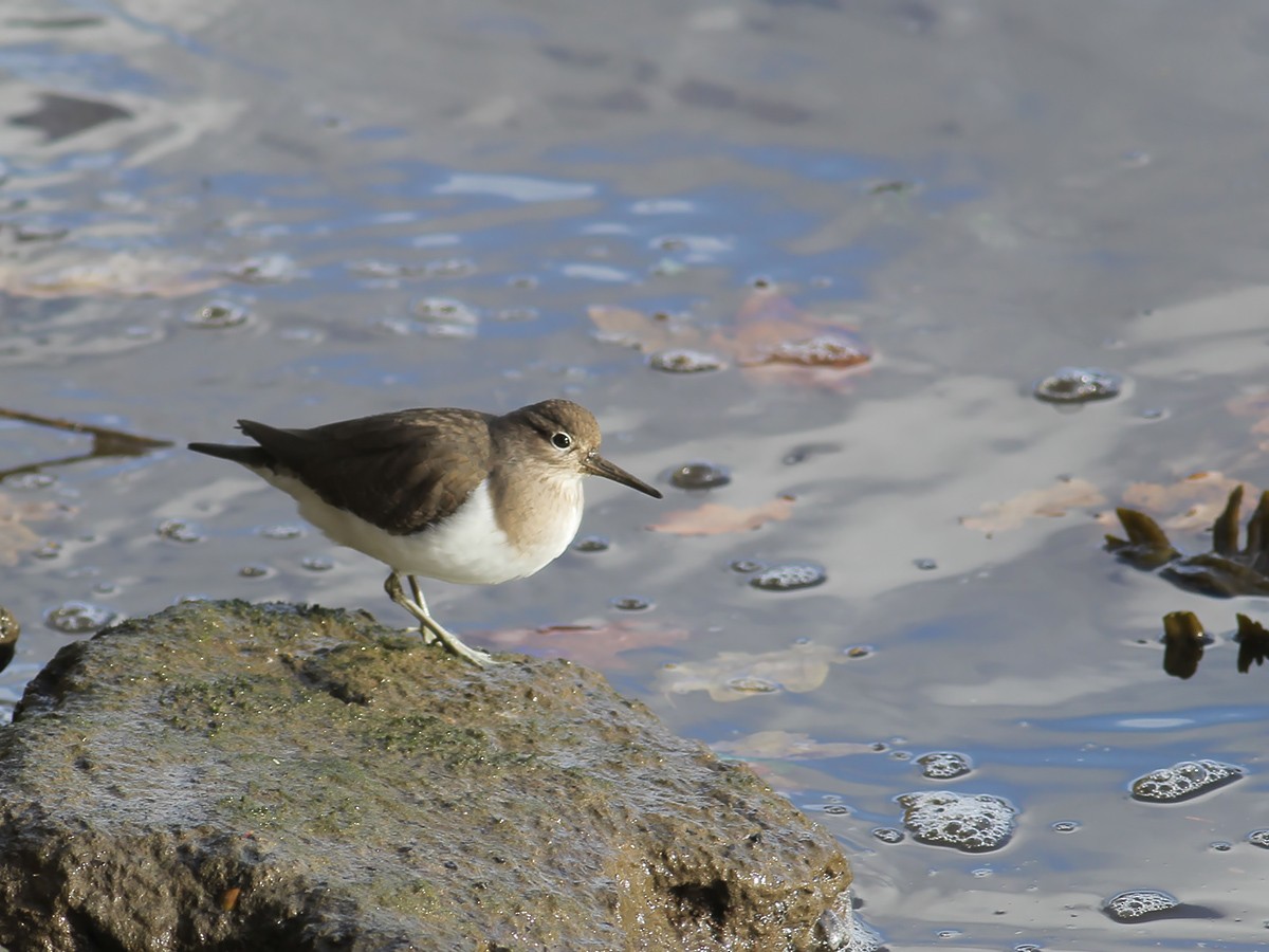 Common Sandpiper - ML646253870