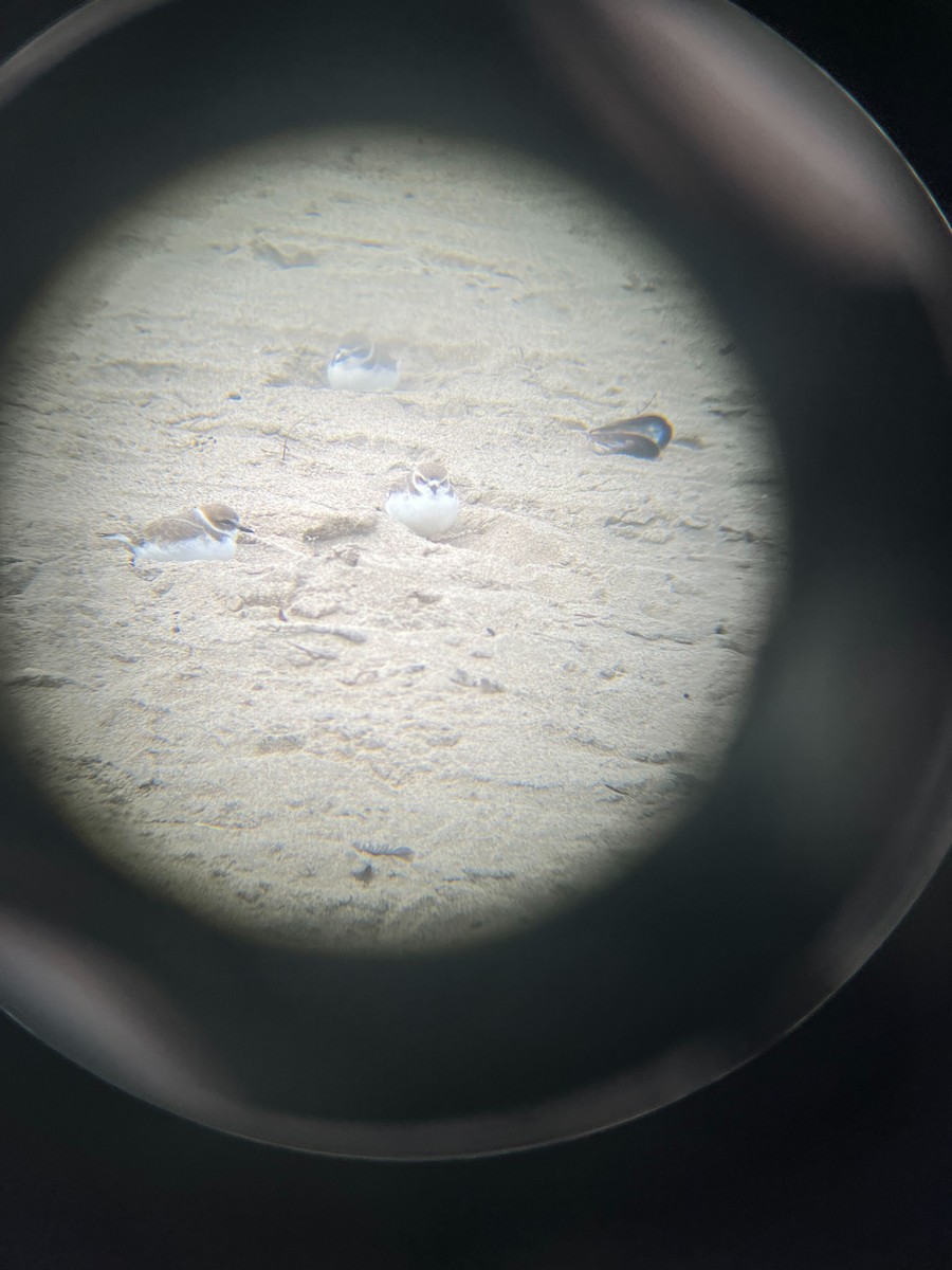 Snowy Plover - ML646253872