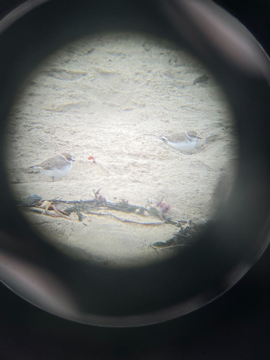 Snowy Plover - ML646253873