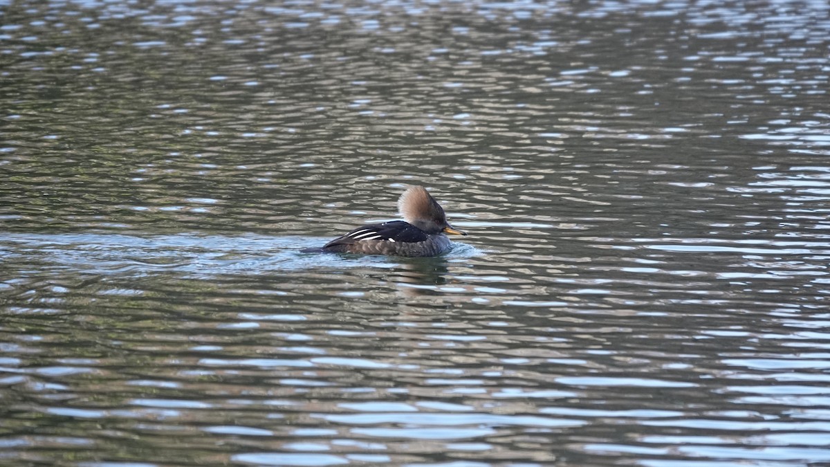Hooded Merganser - ML646253874