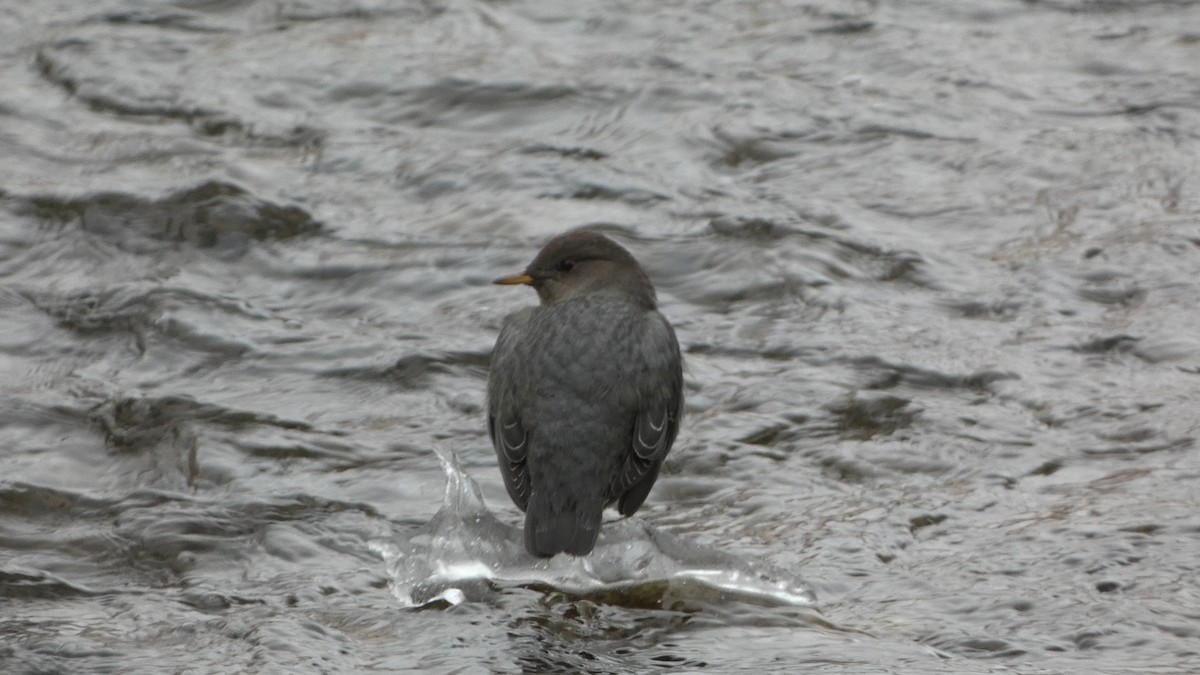 American Dipper - ML646253876