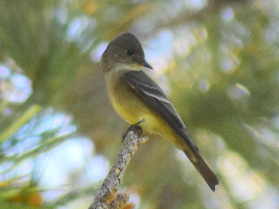 Blasskehl-Schnäppertyrann - ML646253877