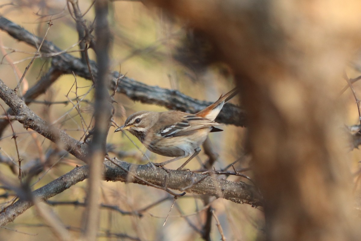 White-browed Scrub-Robin - ML646253879
