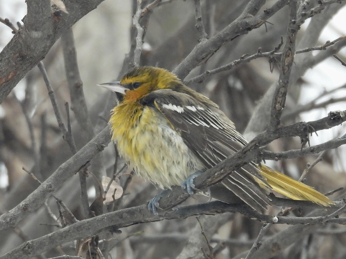 Bullock's Oriole - ML646253881