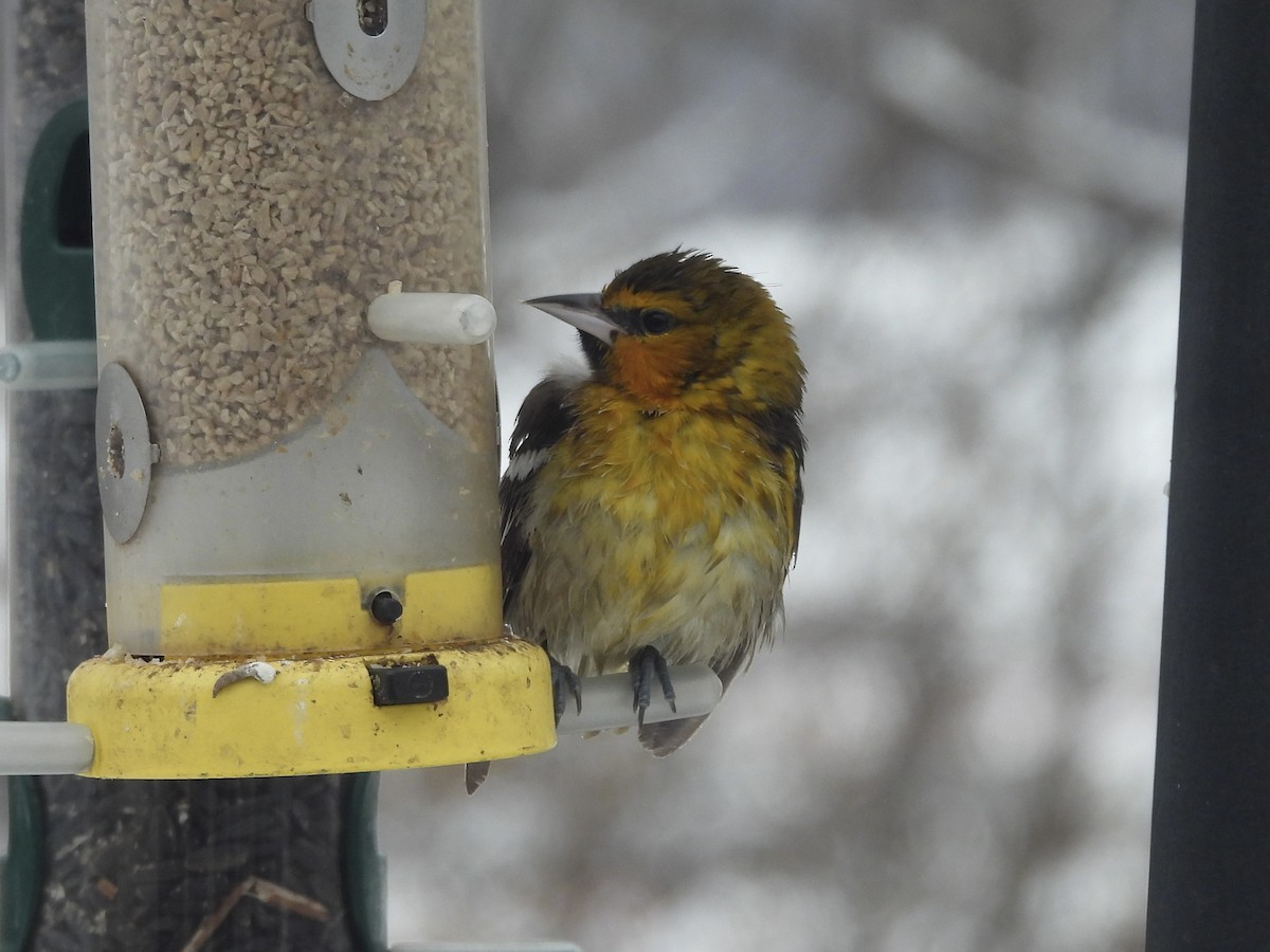 Bullock's Oriole - ML646253882