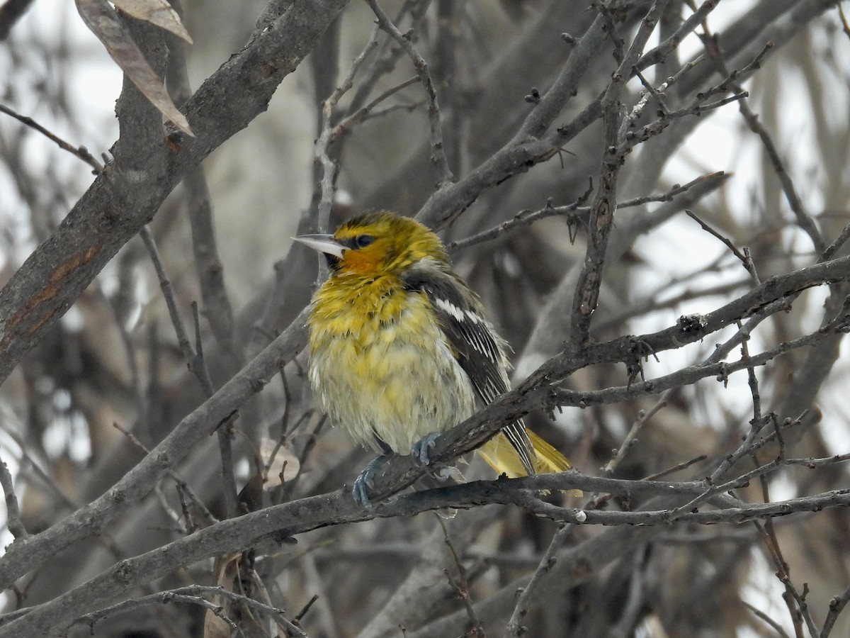 Bullock's Oriole - ML646253883