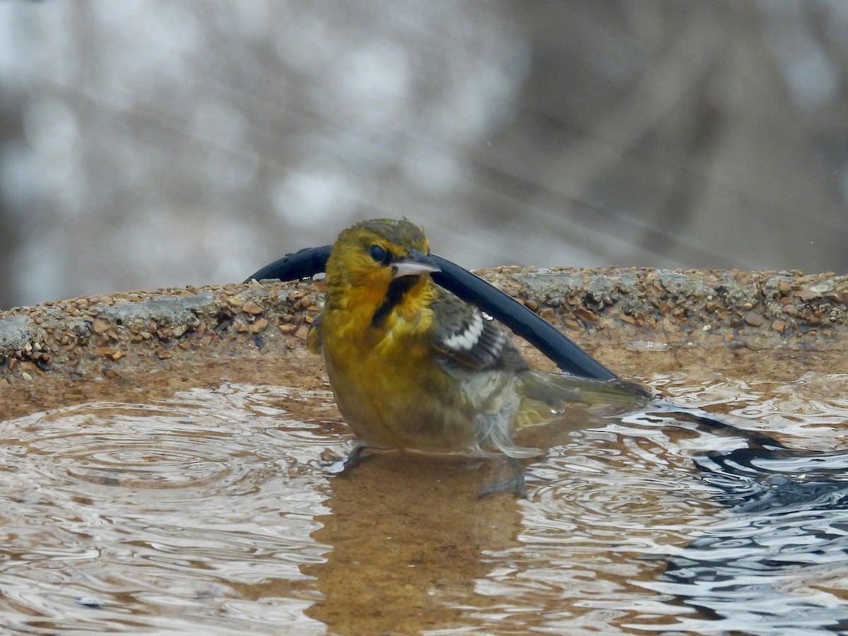 Bullock's Oriole - ML646253884