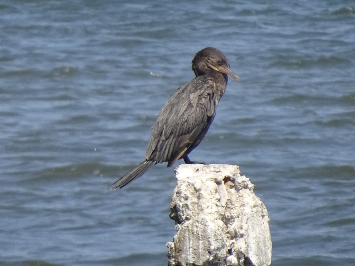 Neotropic Cormorant - ML646253889