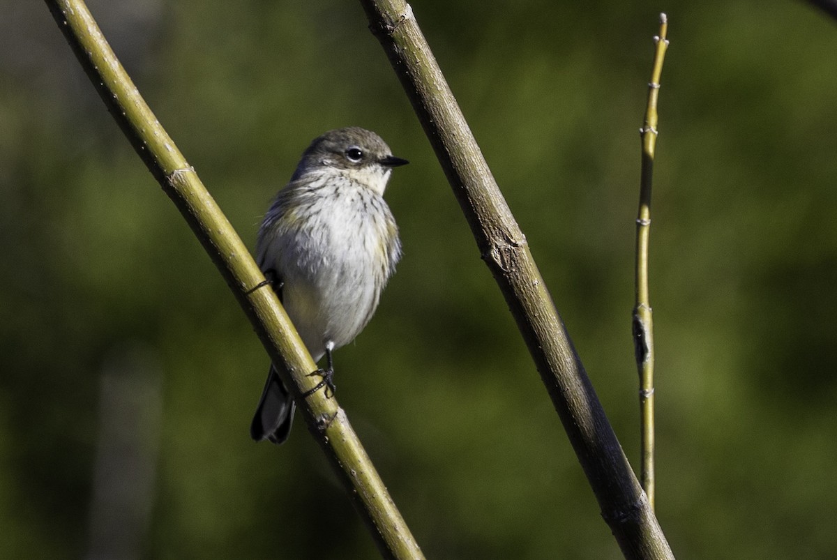 Yellow-rumped Warbler - ML646253893