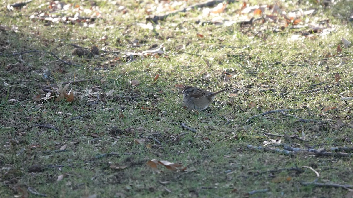 Swamp Sparrow - ML646253894