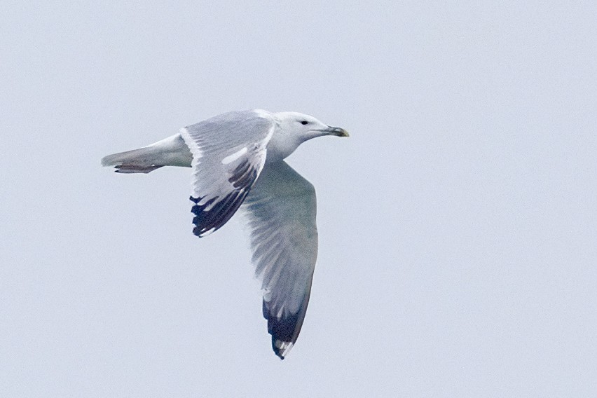 Caspian Gull - ML646253895