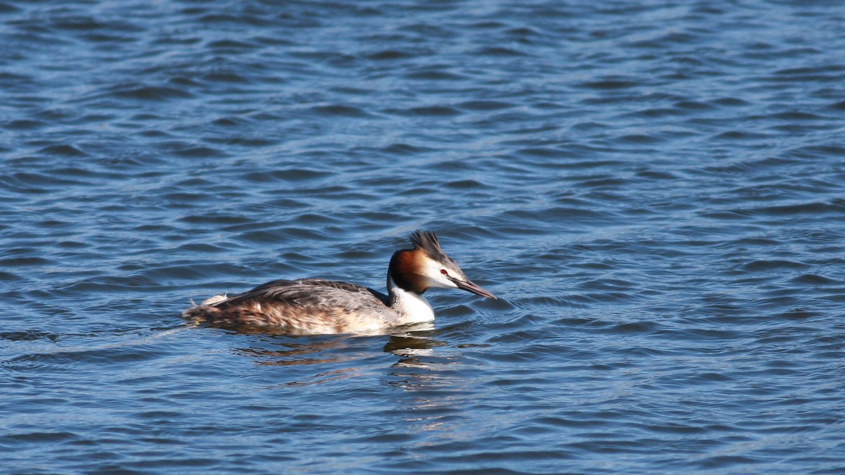 Great Crested Grebe - ML646253897