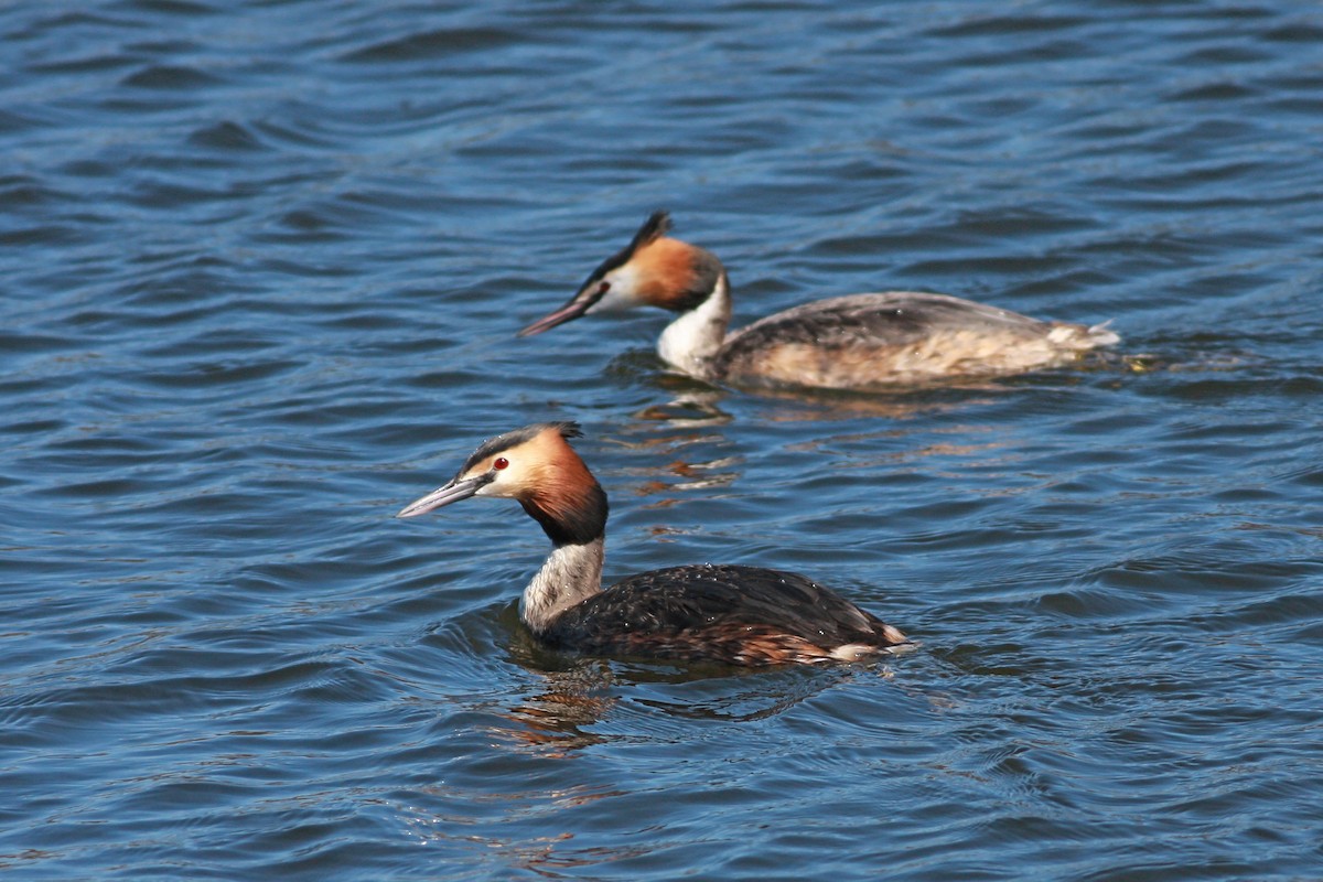 Great Crested Grebe - ML646253898