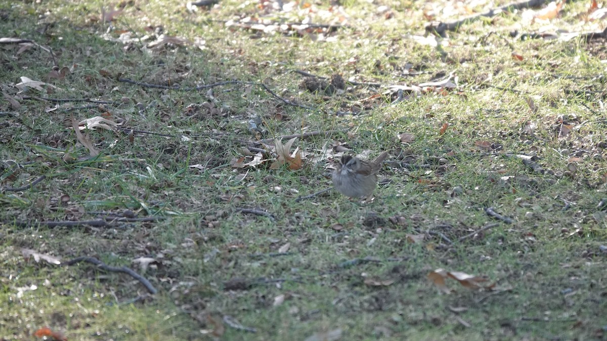 Swamp Sparrow - ML646253899