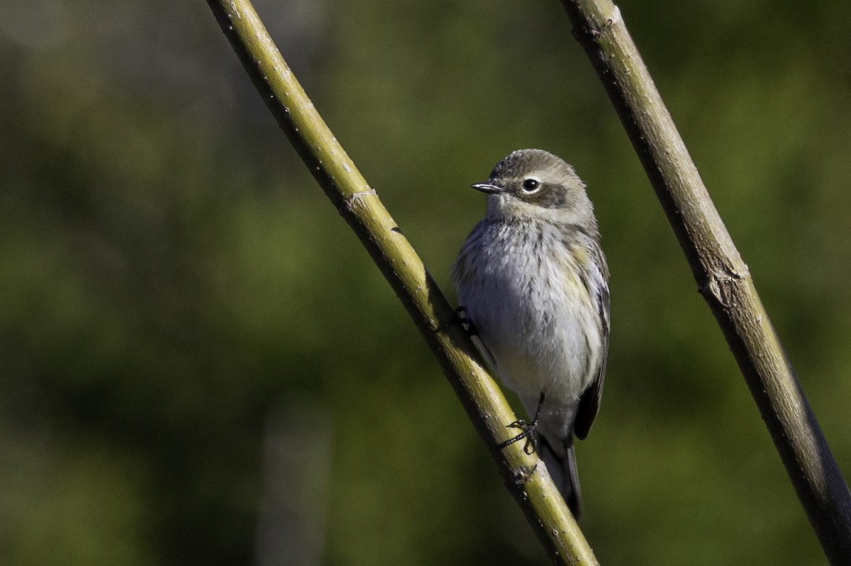 Yellow-rumped Warbler - ML646253904