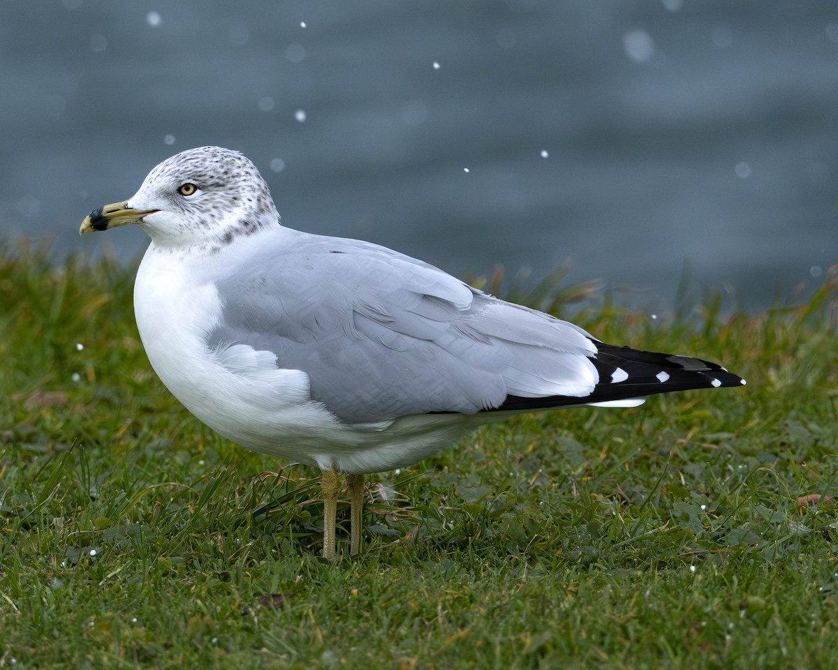 racek kroužkozobý - ML646253905