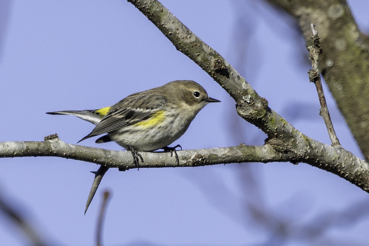 Yellow-rumped Warbler - ML646253906