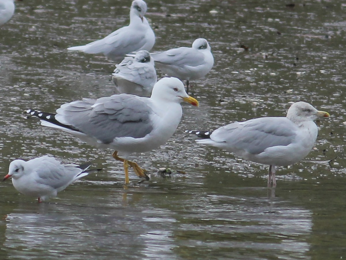 Yellow-legged Gull (michahellis) - ML646253908