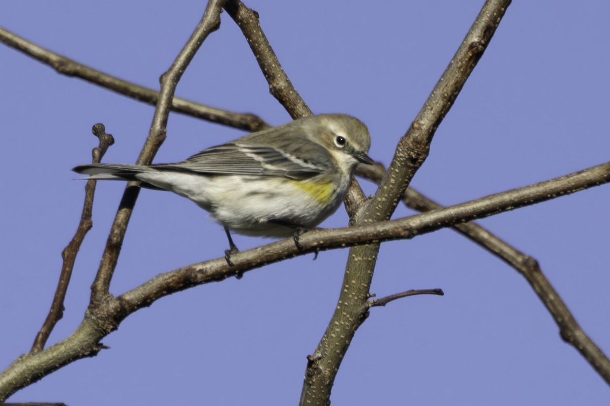 Yellow-rumped Warbler - ML646253909