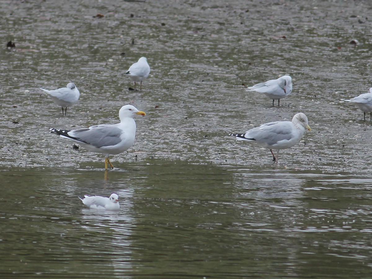 Yellow-legged Gull (michahellis) - ML646253910