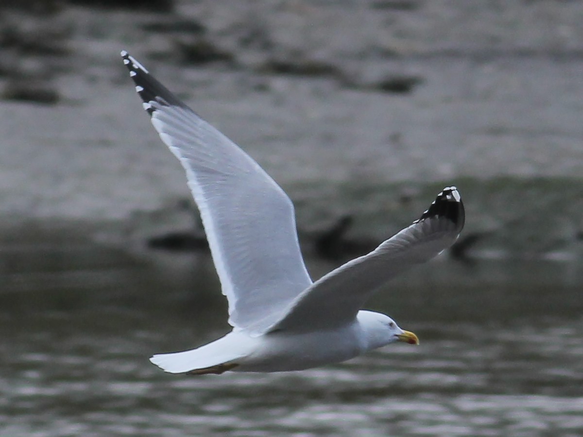Yellow-legged Gull (michahellis) - ML646253915