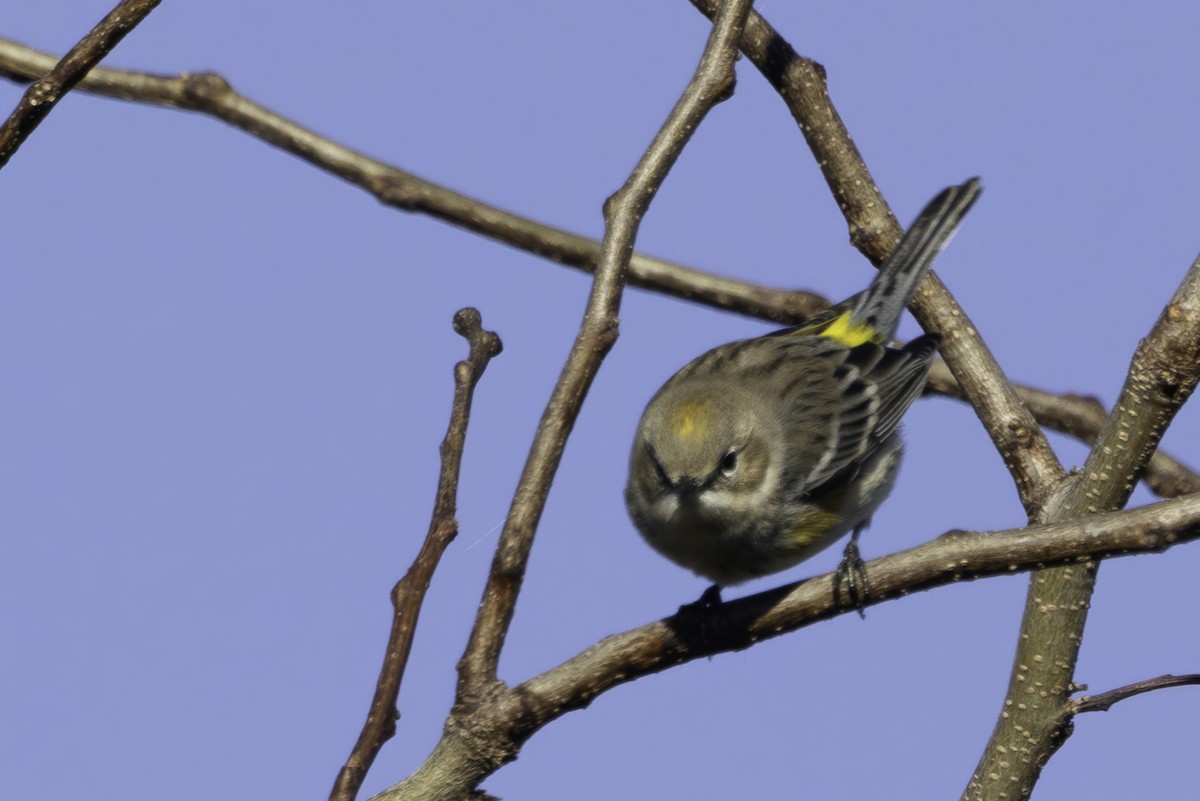 Yellow-rumped Warbler - ML646253916