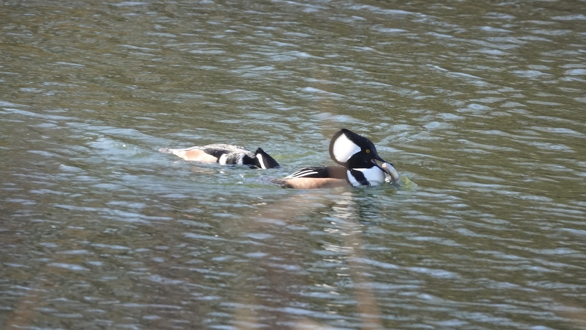 Hooded Merganser - ML646253918
