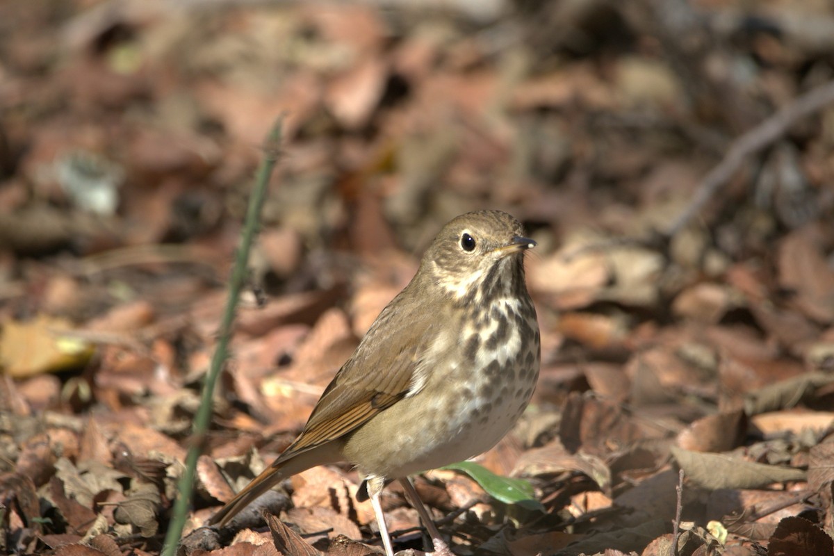 Hermit Thrush - ML646253921