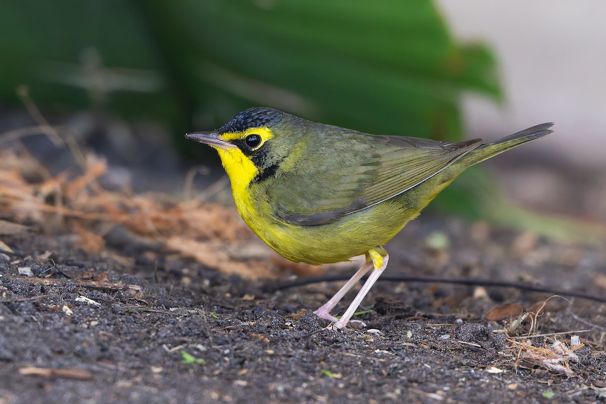 Kentucky Warbler - ML646253922