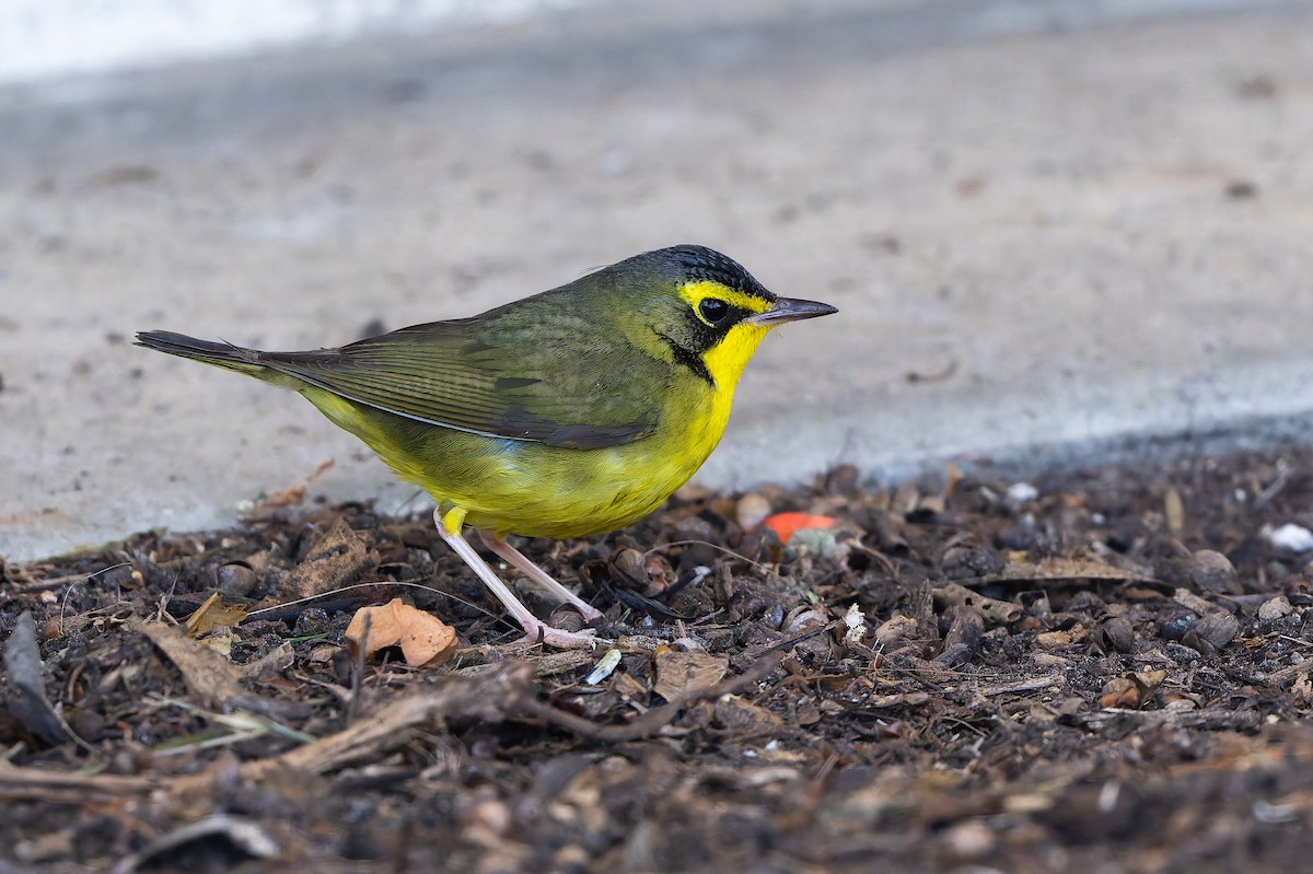 Kentucky Warbler - ML646253923
