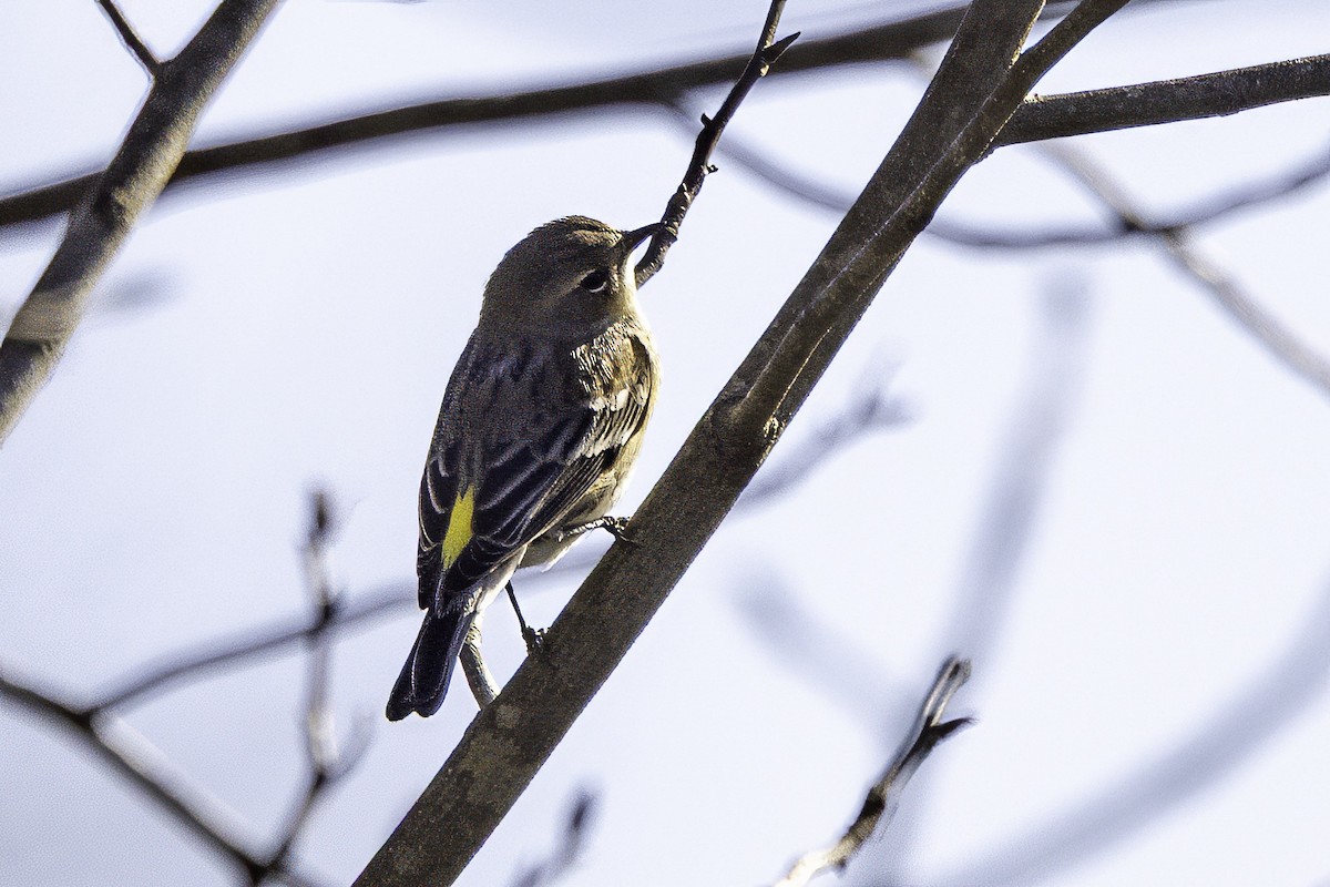 Yellow-rumped Warbler - ML646253924