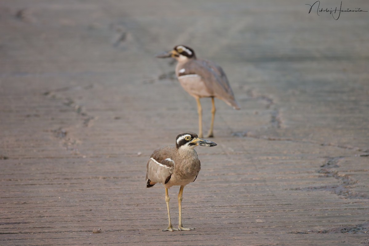 dytík velkozobý - ML646253926