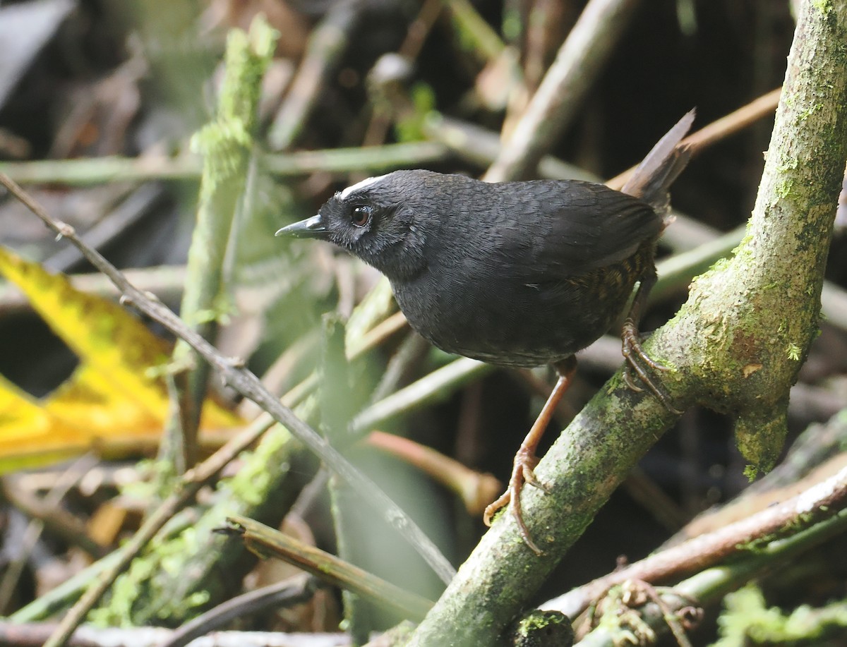 Bolivian Tapaculo - ML646253927