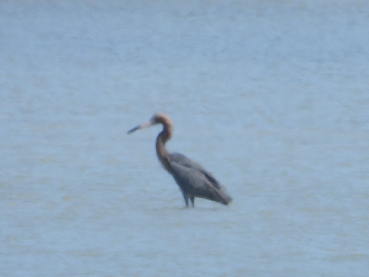 volavka červenavá - ML646253928