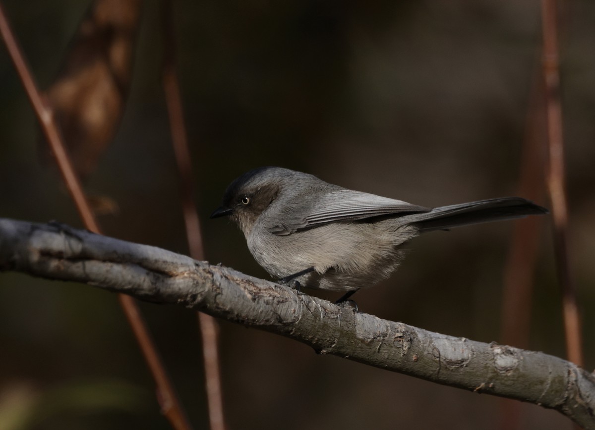 mlynařík americký - ML646253929