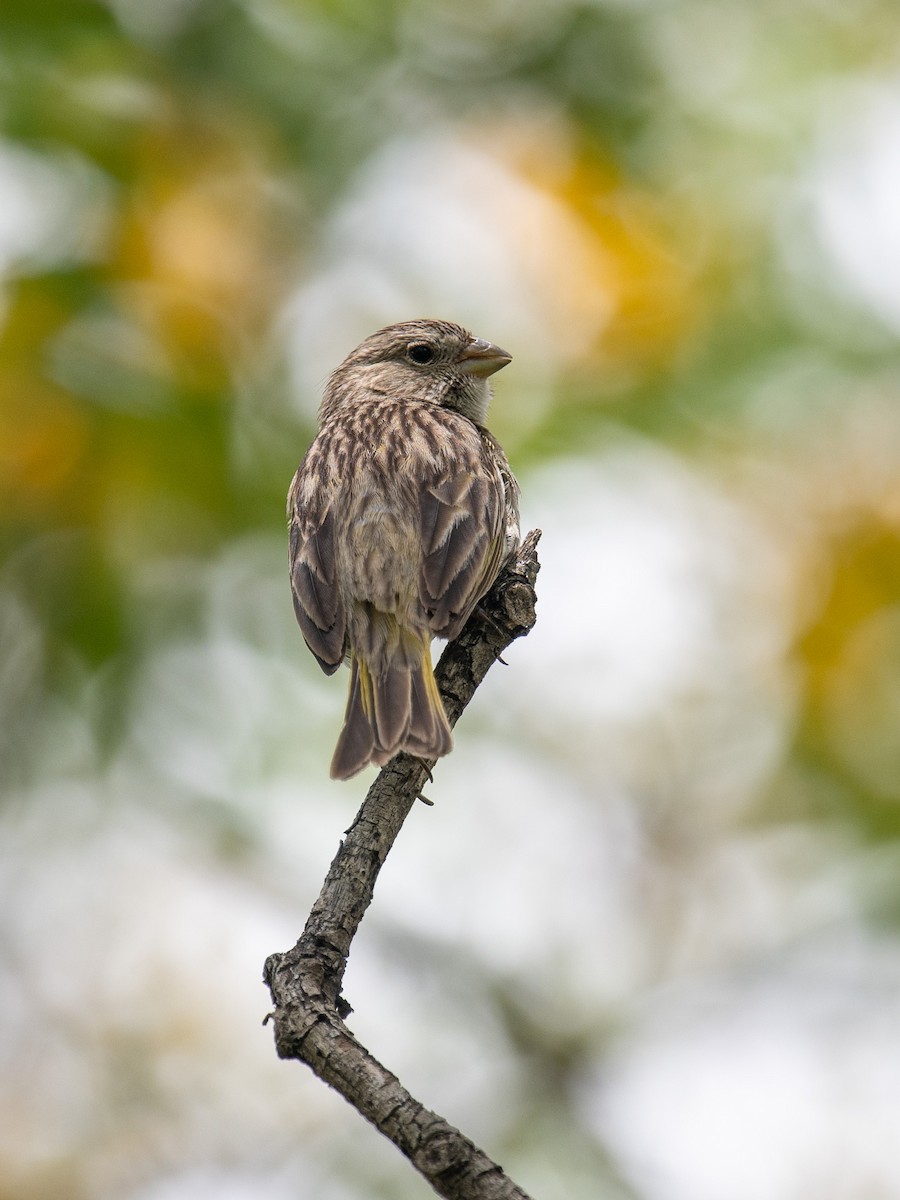 Saffron Finch - ML646253930